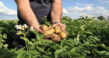 6 Ways to Avoid Common Potato Problems