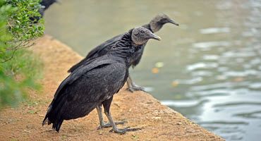 Black Vultures Continue to Be a Problem for Many Missouri Livestock Owners