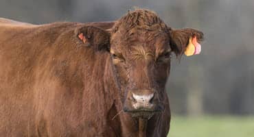 Nutritional Development of Bulls for Breeding Programs