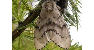 Invasive Caterpillars Threaten Minnesota's Trees