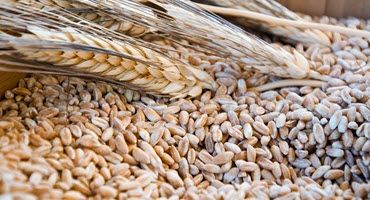 Small Grains Disease and Pest Update 06/22/23