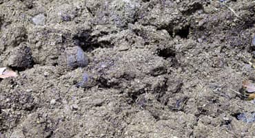Extension Experts Release Guidelines to Increase Safety of Manure-storage