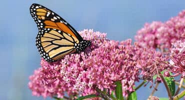 Experts Seek Help to Save Eastern Monarch Butterfly From Extinction in PA