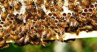 Organic Beekeeping Rivals Conventional Methods for Bee Health, Productivity
