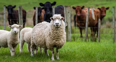 Sheep Are Good Option for Young Livestock Producers