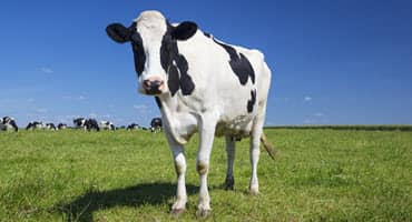 Hershey’s Chocolate Comes Full Circle on Pennsylvania Dairy Farm. The Cows Love It.