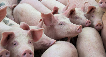 Call for Election of Delegates: 2024 National Pork Producers (Pork Act) Delegate Body