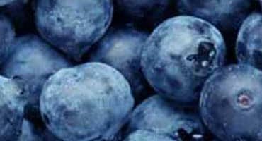 MFB, Michigan Lawmakers Urge Action on Japan's Blueberry Tariffs