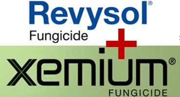 BASF Brings 2 Active Ingredients Together in New Soybean Fungicide