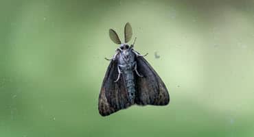 State to Begin Spraying to Control Spread of Spongy Moth Population