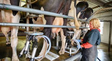 Lancaster County Again Tops Northeast in Milk