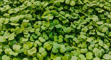 Biofortification of Microgreens With Zinc Could Mitigate Global ‘Hidden Hunger’