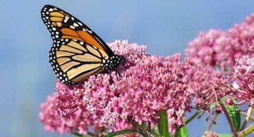 Augustana Professor Studies Ongoing Battle Between Monarchs & Milkweeds
