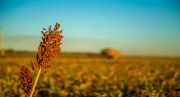 Don’t Expect a Major Shift to Sorghum Acres This Year Even With Drought