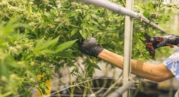 Industrial Hemp Acres in South Dakota Increases Over 50% From 2021-22