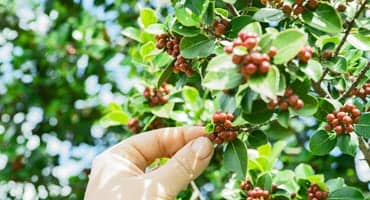 Drewry's USDA Grant Aims to Improve Coffee Crops