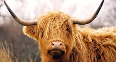 "Rising Popularity of Highland Cattle: A Unique Breed with Flavorful Meat "