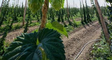 MSU Researchers Focus on Keeping Michigan Hops Healthy