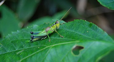 Grasshopper Populations Surge in Southeastern South Dakota