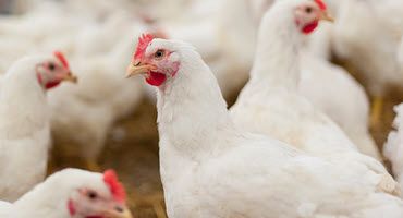 Avian Flu Strikes in Surrounding States as Pennsylvania Farmers Should Continue Safe Habits