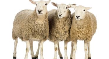 Sheep Wanted for "Solar Grazing"