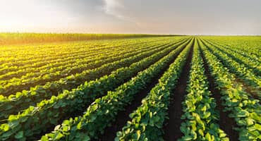 56% of Indiana Corn, 52% of Soybeans Planted