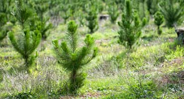 Pushing Lawmakers for More Funding for Forestry, Wood Industries in Next Farm Bill