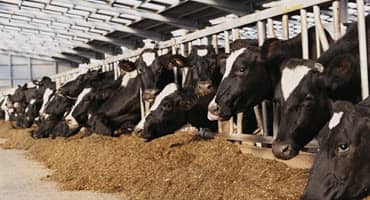 Indiana Dairy Producers Recognize Outstanding Individuals in the Industry