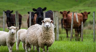 Indiana Grazing Bites June 2023