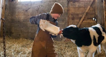 Inflammation After Calving: A Hidden Problem for Dairy Farms?