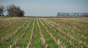 Cover Crop Initiative Project Promotes Adoption and Understanding of Cover Crops in Nebraska