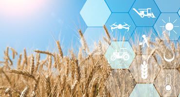Husker Wheat Research Focuses on Partnerships, Interdisciplinary Collaboration