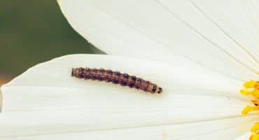 Pests You Should Be Aware of This Summer