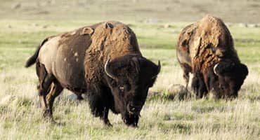 How One Local Farm is Changing Bison Production in New York