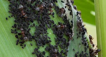Soybean Aphids Making a Comeback?
