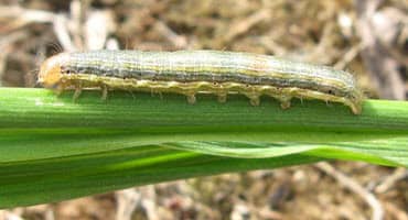 How to Control Fall Armyworms in Field Crops