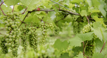 Ohio Grape Producers eligible for new Crop Insurance Program