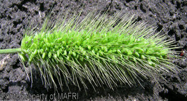 Battling Knotroot Foxtail Perennial Pest in Missouri Pastures