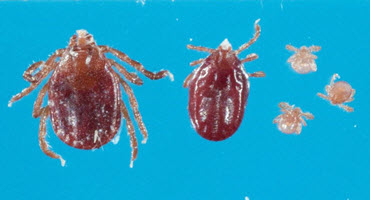 Emerging Threat - Asian Longhorned Ticks Spread Across Ohio