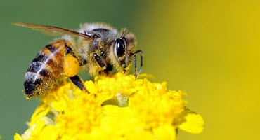 Farmers Groups, Pesticide Users Unhappy With Birds and Bees Bill