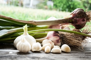 Meet the Farmers Behind Your Garlic