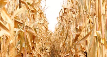 Hay shortage forces Missouri farmers to turn to cornstalks