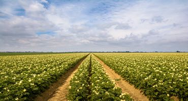 Essex county agricultural district enrollment