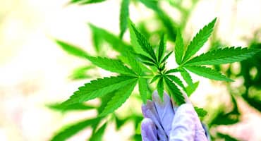 After Troubled Start, New York is Shaking Up Its Legal Marijuana Market With New Competitors