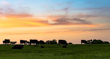 Aging farmers implications and solutions