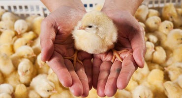 Bird Flu Resurfaces in Iowa