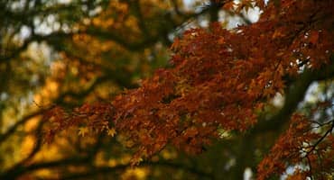 New York tree crops alliance nuts to hit shelves