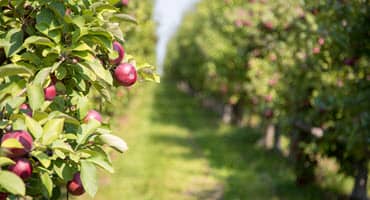 New York apple orchards feel the effects of may frost