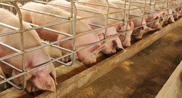 Advancements in swine health management through technology