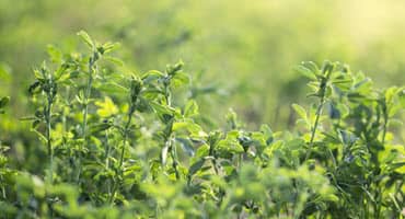Tips for Maximizing Alfalfa Growth in Minnesota's Challenging Seasons